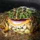 A South American horned frog Image: Kristopher Lappin